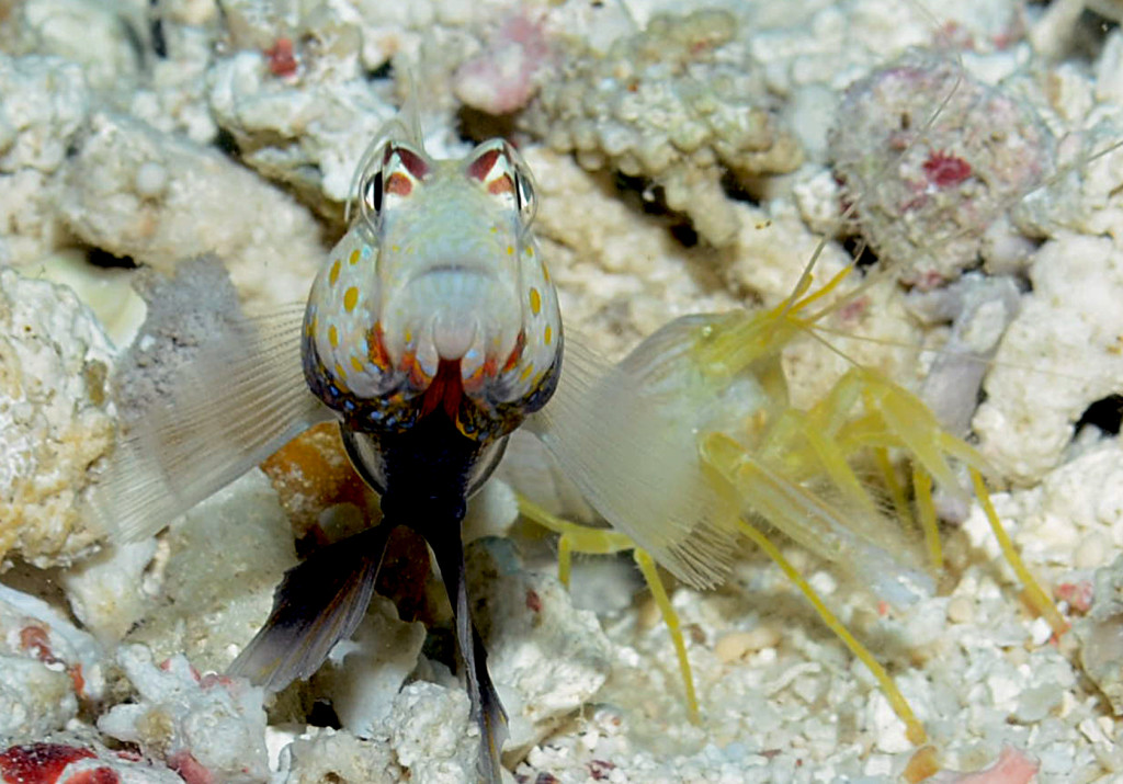 רומן סוער תת ימי בין Palu Goby & Shrimp