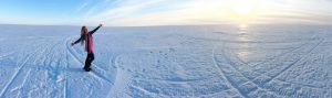 האסקי סיבירי, רגע לפני רכיבה על מזחלות השלג. לפלנד 2016